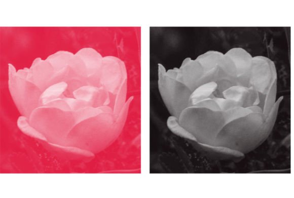 Evaluating the Nice Flower 42 Digital Brush for Professional Workflows