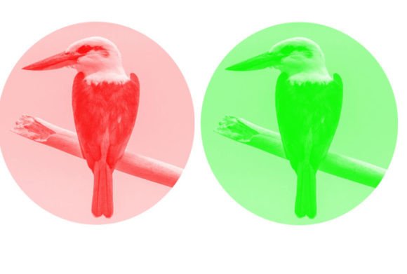 Unlocking Precision: A Deep Dive into the Kingfisher Brush for Digital Artists